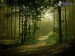 [obrazky.4ever.sk] lesna cesta, stromy, les, hmla 147670