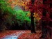 free-autumn-background